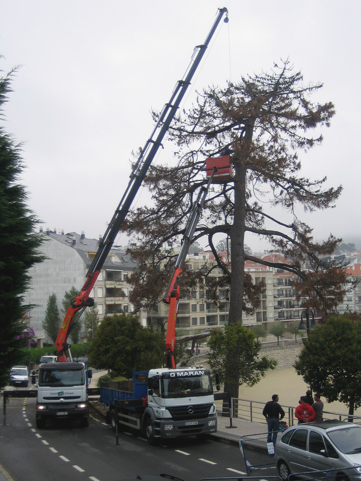 [Tree.jpg]