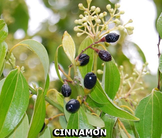 Health Care Magazine Health Benefits of using Organic Cinnamon