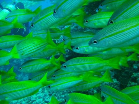 [Fish_School_with_DiverTopLeft.JPG]