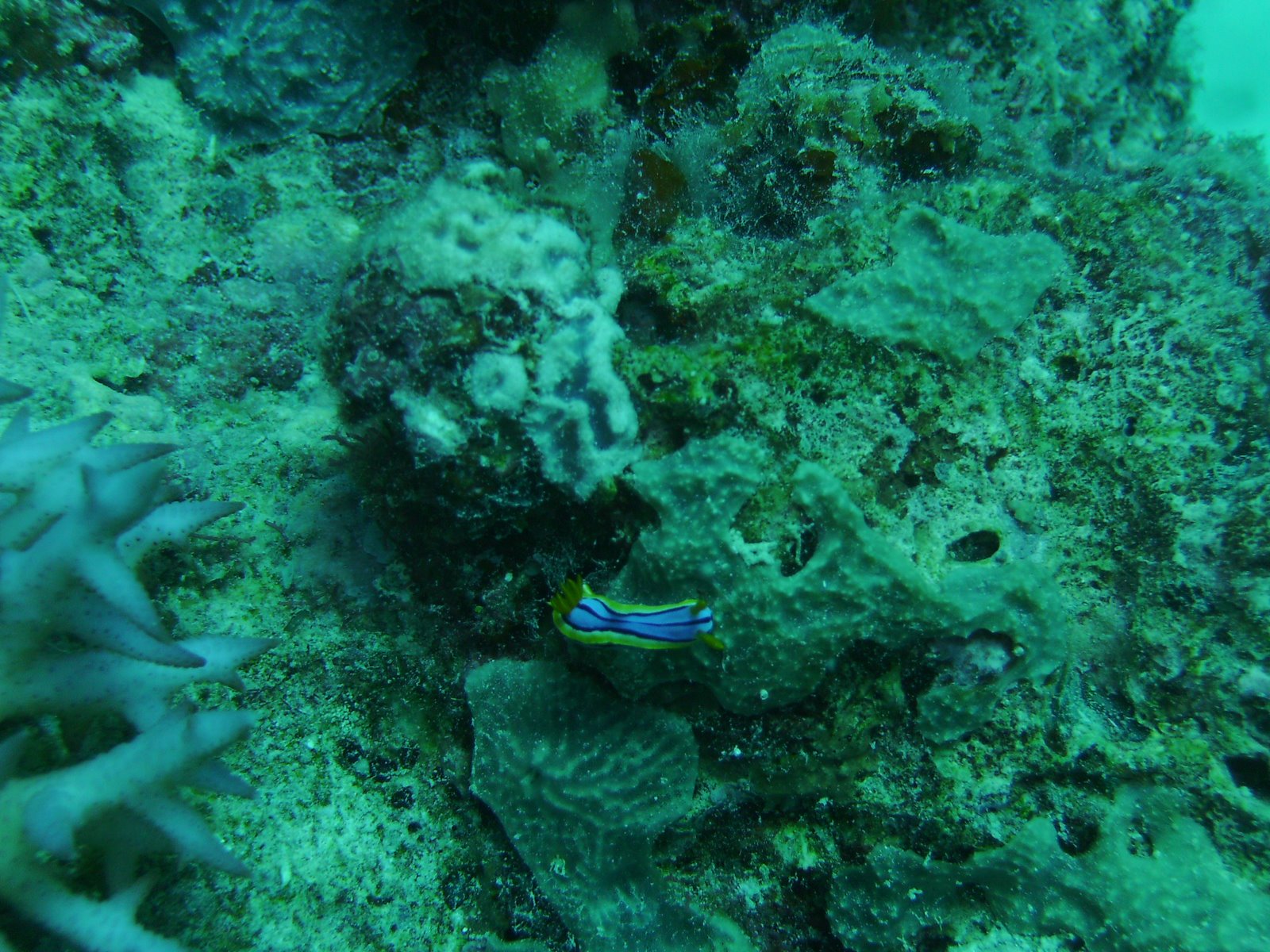 [Azure_Nudibranch.JPG]