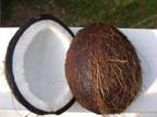 [coconut]