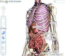 Google Body Browser permite navegar por el cuerpo humano