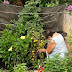 huerto-jardin ecologico: TENER EN CUENTA LA LUNA