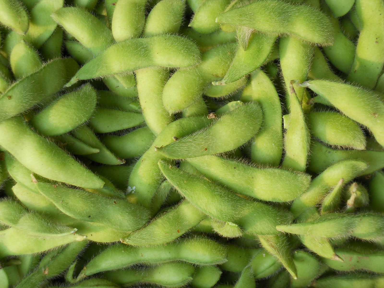Sue's in the Garden Growing the Groceries Edamame!