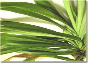 pandan leaves as cockroach repellant How to prevent cockroaches in cars including using fresh pandan leaves believe that the scent of fresh pandan leaves provides a natural cockroach repellent. pandan leaves as cockroach repellant How to prevent cockroaches in cars including using fresh pandan leaves believe that the scent of fresh pandan leaves provides a natural cockroach repellent.