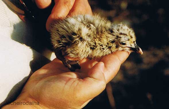 [PBm-mão026.B5.jpg]