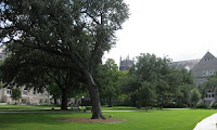 Tree blown sideways on a green college campus lawn with brick academic buildings in the background on a sunny day.