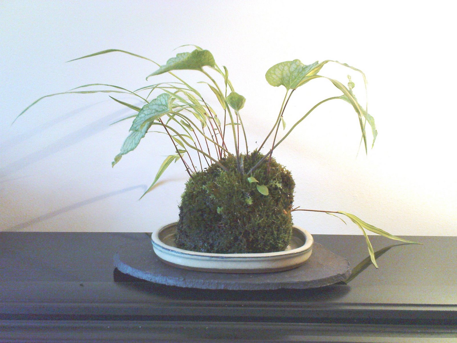 [kusamono+brunnera3.JPG]