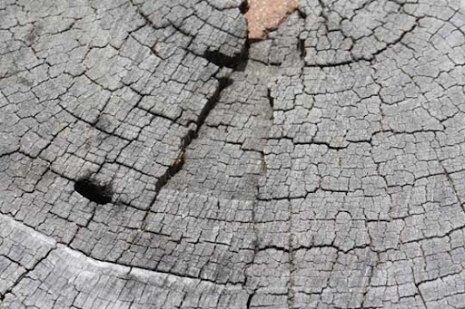 High Quality Free Wood texture download stock photos