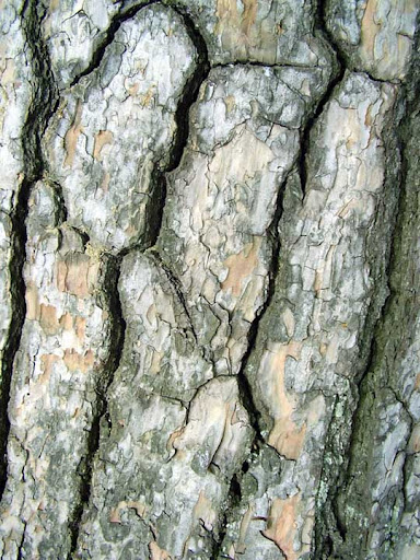 High Quality Free Wood texture download stock photos