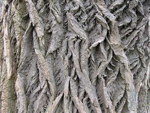 High Quality Free Wood texture download stock photos