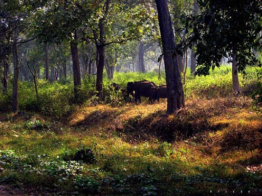 Elephant Safari, Nagarhole Forest, Karnataka Elephants,+Nagarhole+Forest,+Karnataka The Incredible India: 90 Spectacular Photos