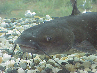 catfish spike