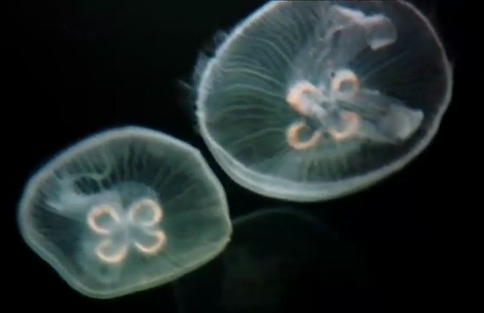 Carly Googles: What's the anatomy of a jellyfish?