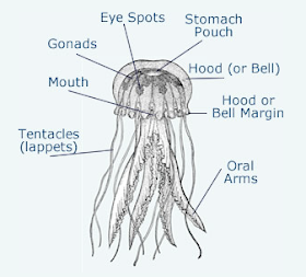 Carly Googles: What's the anatomy of a jellyfish?