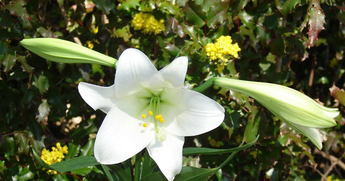 Neighbors Easter Lily History