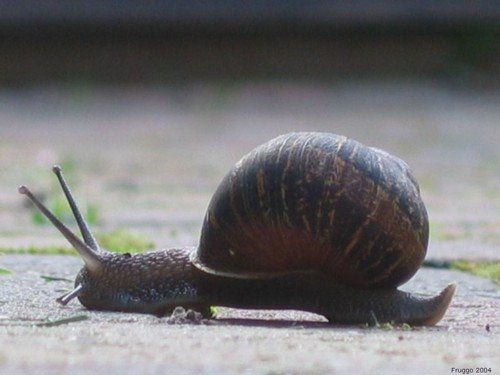 [caracol.bmp]