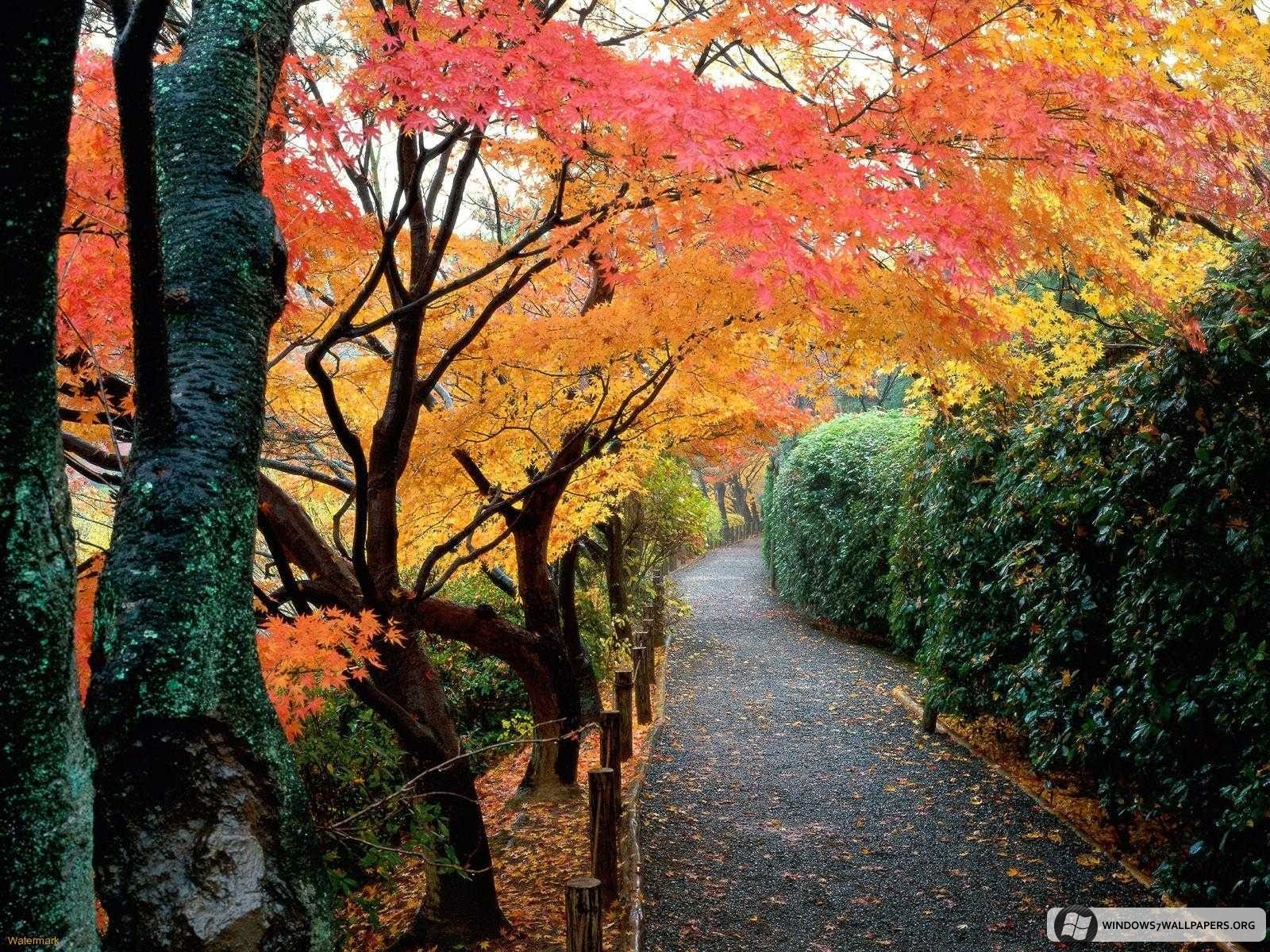[Autumn-Colors-Japan-1.jpeg]