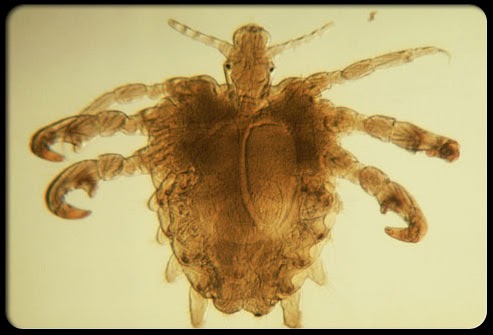 lice pubic pubis poux stds crabes
