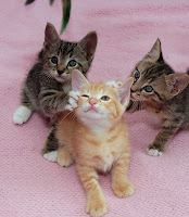 Pictures of kittens