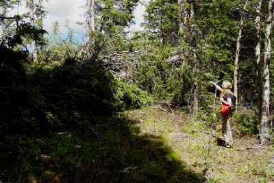 White firs knocked over by June 2007 windstorm in the Wet Mountains. 