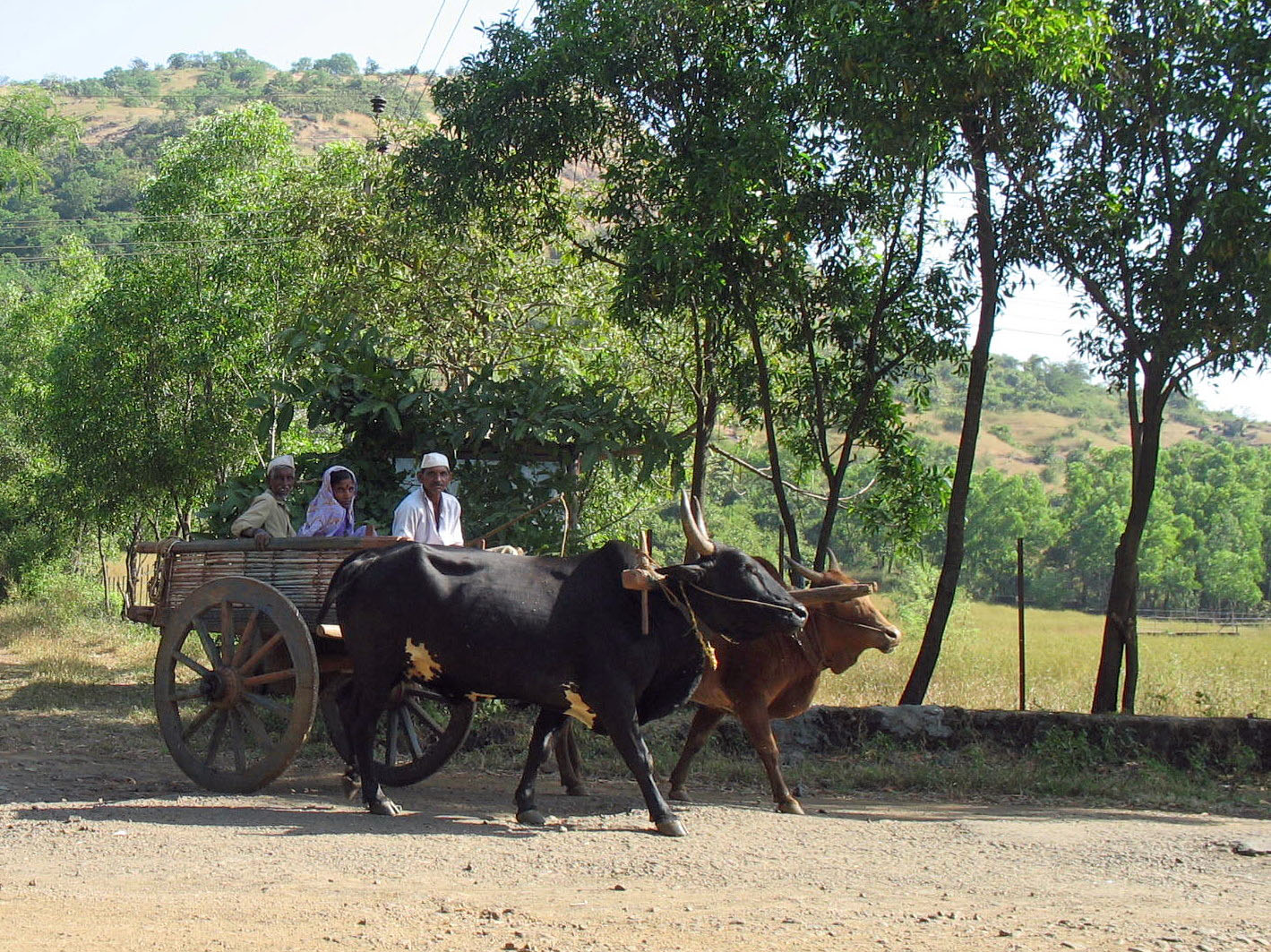 Stock Pictures Bullock Carts in the country and in the city