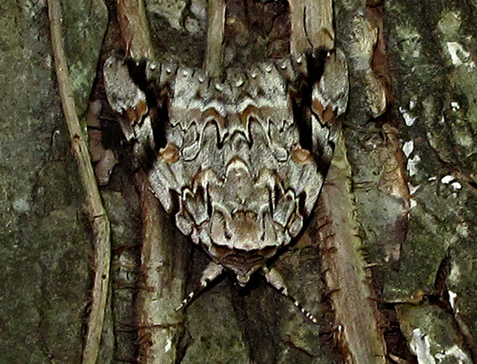 [Catocala-Moth.jpg]