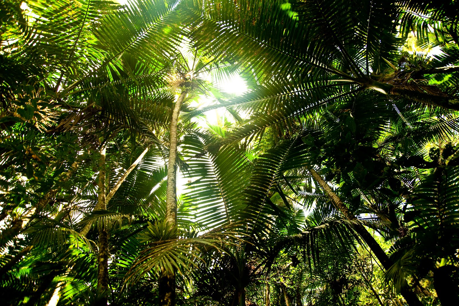 Animales Del Yunque