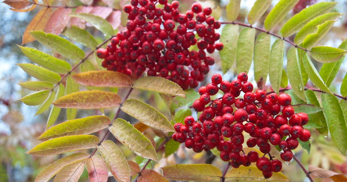 Shot of the Day Alaskan Berries