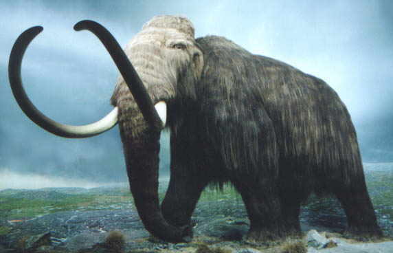 Mammoth Photo