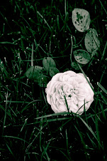 Fallen Flower