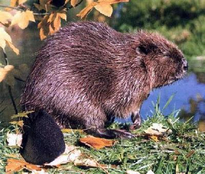 Castor canadensis.
