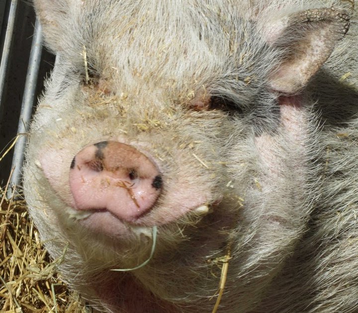 Denkai Animal Sanctuary: DJ the Pot belly is Lovin It!