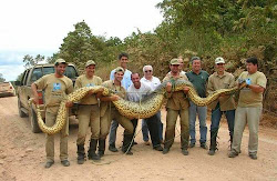 anaconda gigante