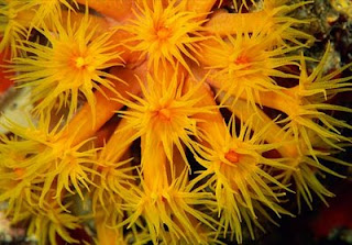 Orange Cup Coral Reefs