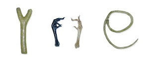 WAXED SPECIMENS  / ALPHABET SERIES