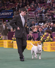 Terrier Group Westminster KC 2006