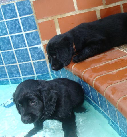 [puppies+in+pool.jpg]
