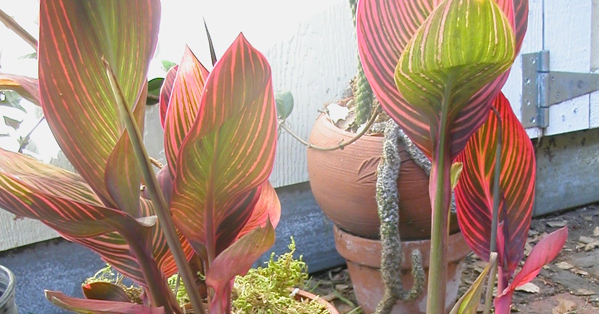 Native Gardener Container Gardening Summer in Southern