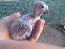 conures de cabeça preta (nandayus nenday)