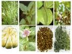 Indonesia Meliliki Keanekaragaman Flora Dan Fauna Baik Indonesia Meliliki Keanekaragaman Flora Dan Fauna Baik