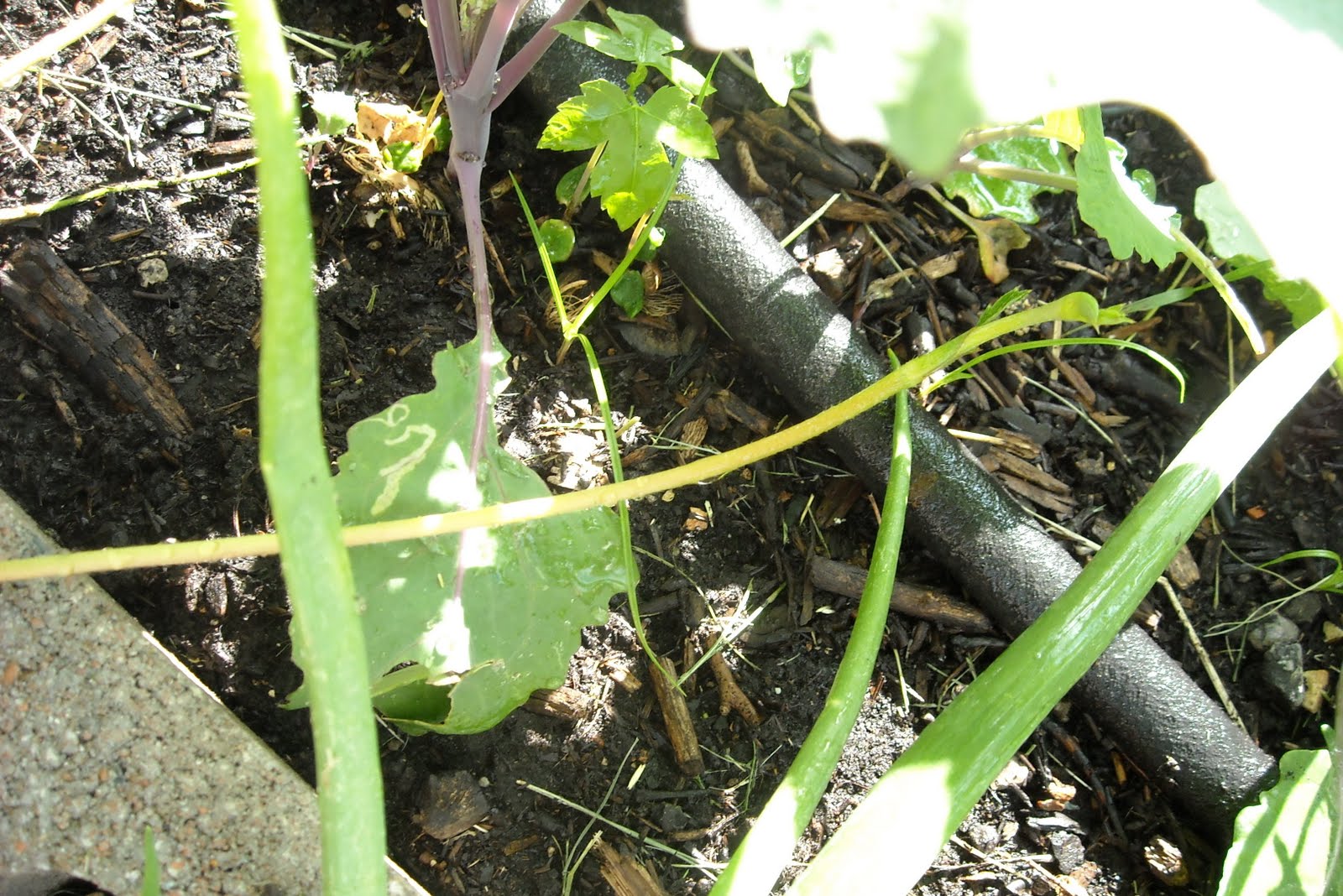 Strawberry Plants Runners