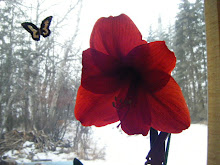 Dad's Amaryllis