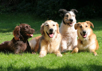 PROTEJA E CUIDE DOS SEUS ANIMAIS, ASSIM COMO ELES SE DEDICAM A SI!!