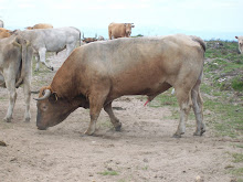 Quieto toro non te embales