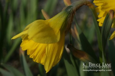 [090512_daffodils_b.jpg]