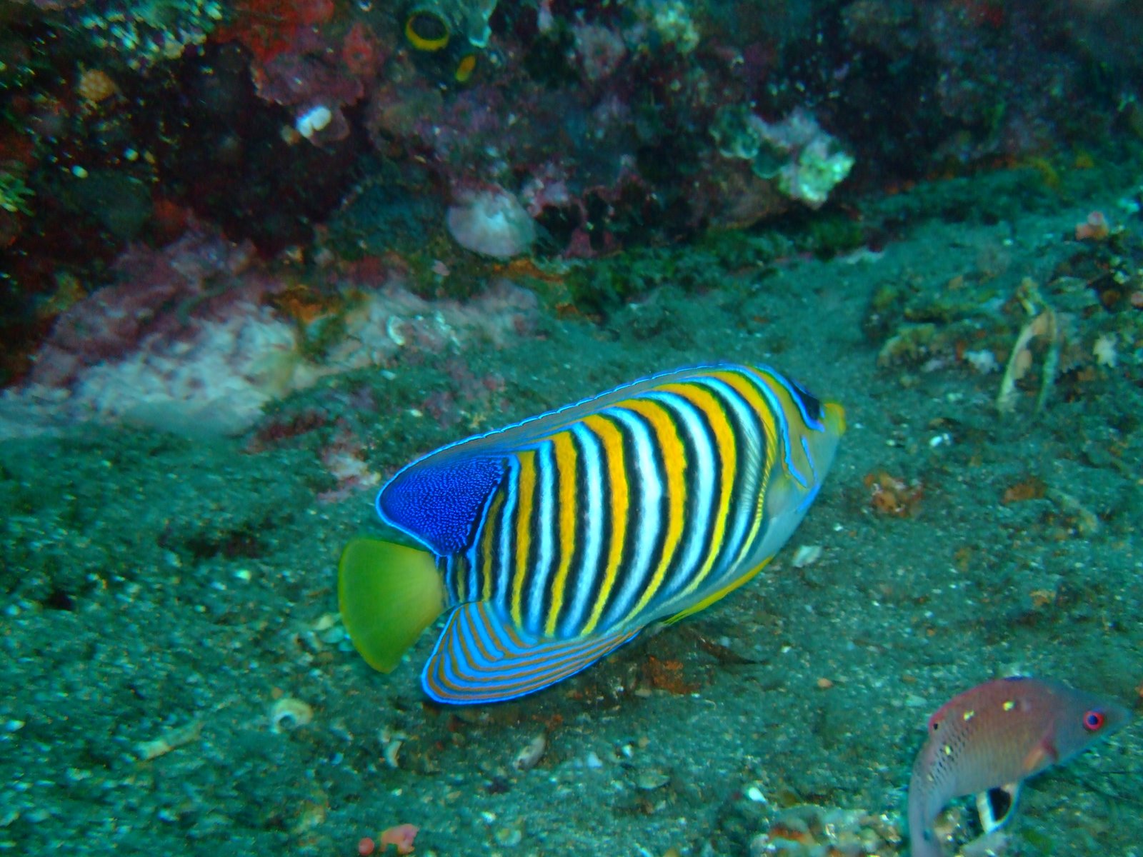 [Angelfish2.JPG]