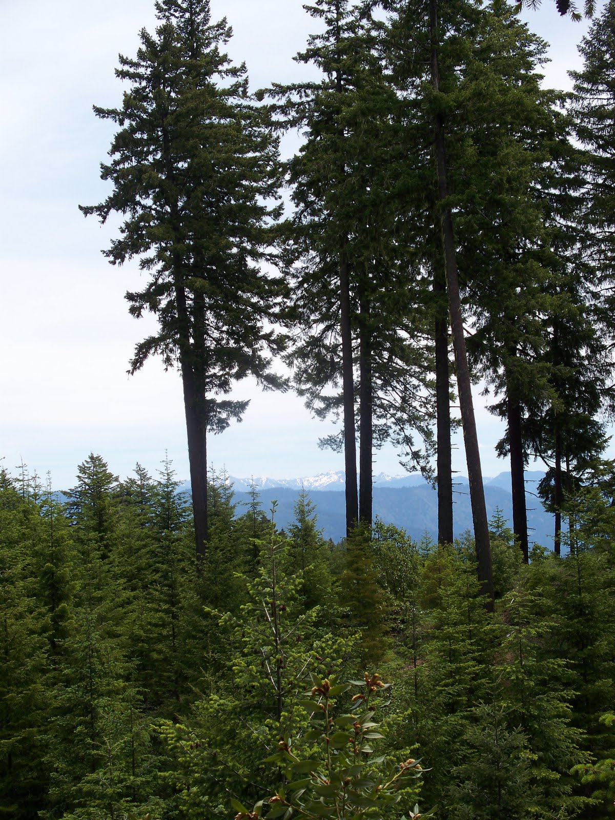 Life Behind The Redwood Curtain Brush Mountain Lookout