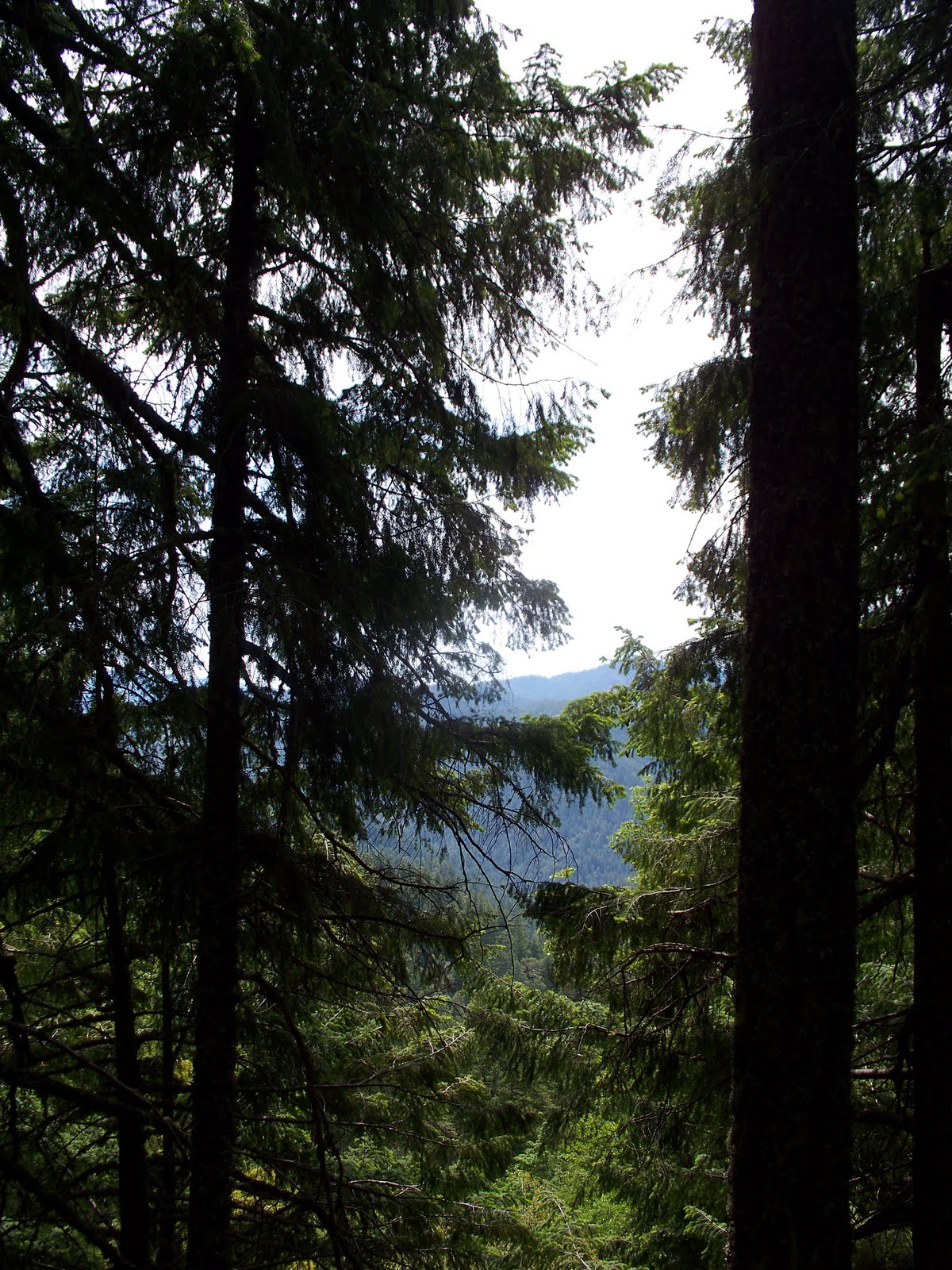 Life Behind The Redwood Curtain Brush Mountain Lookout
