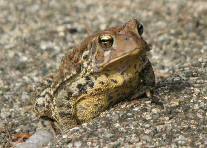 [Blog+Fat+Toad.jpg]